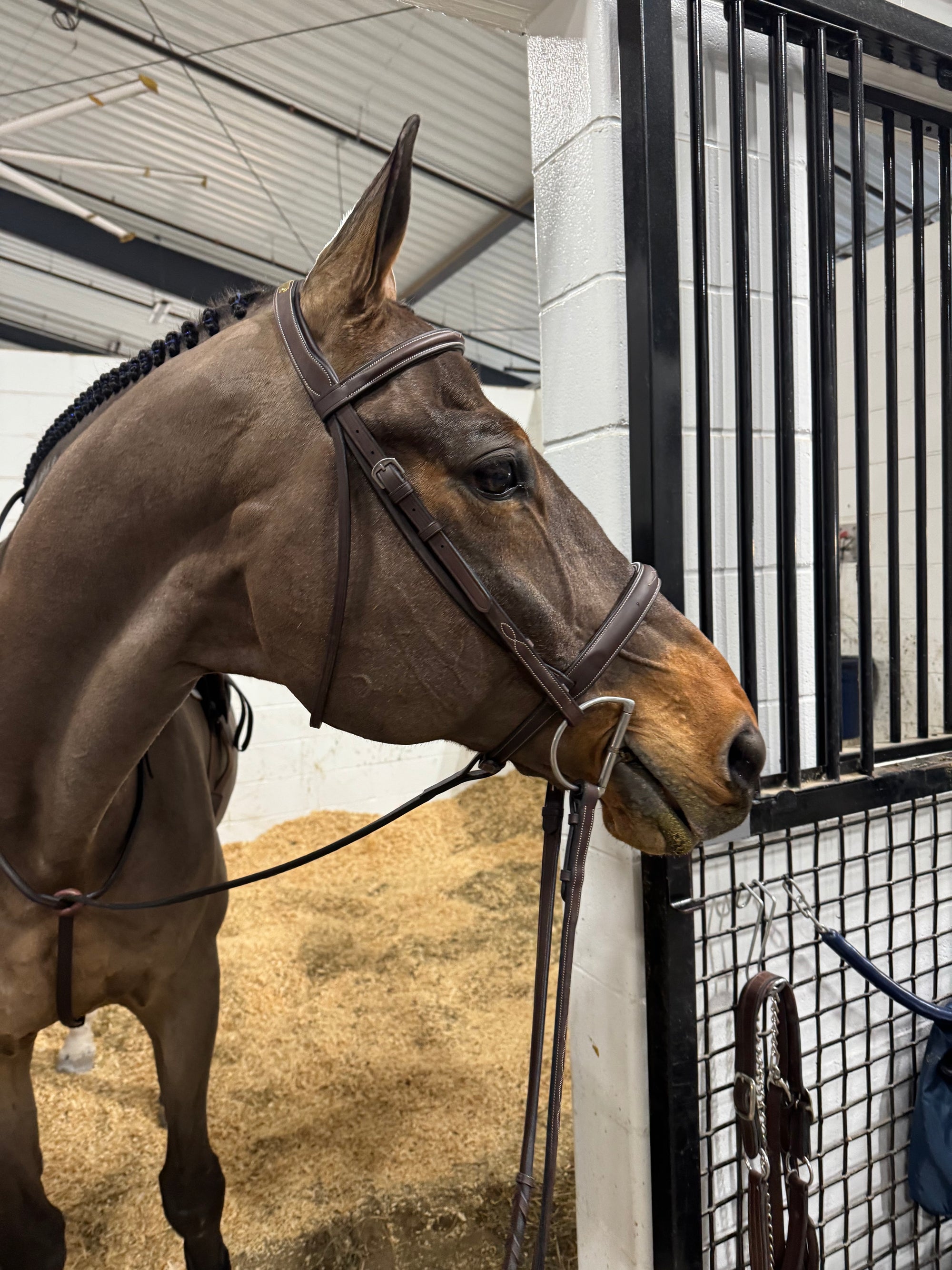 ADT Stealth Hunter Bridle on horse