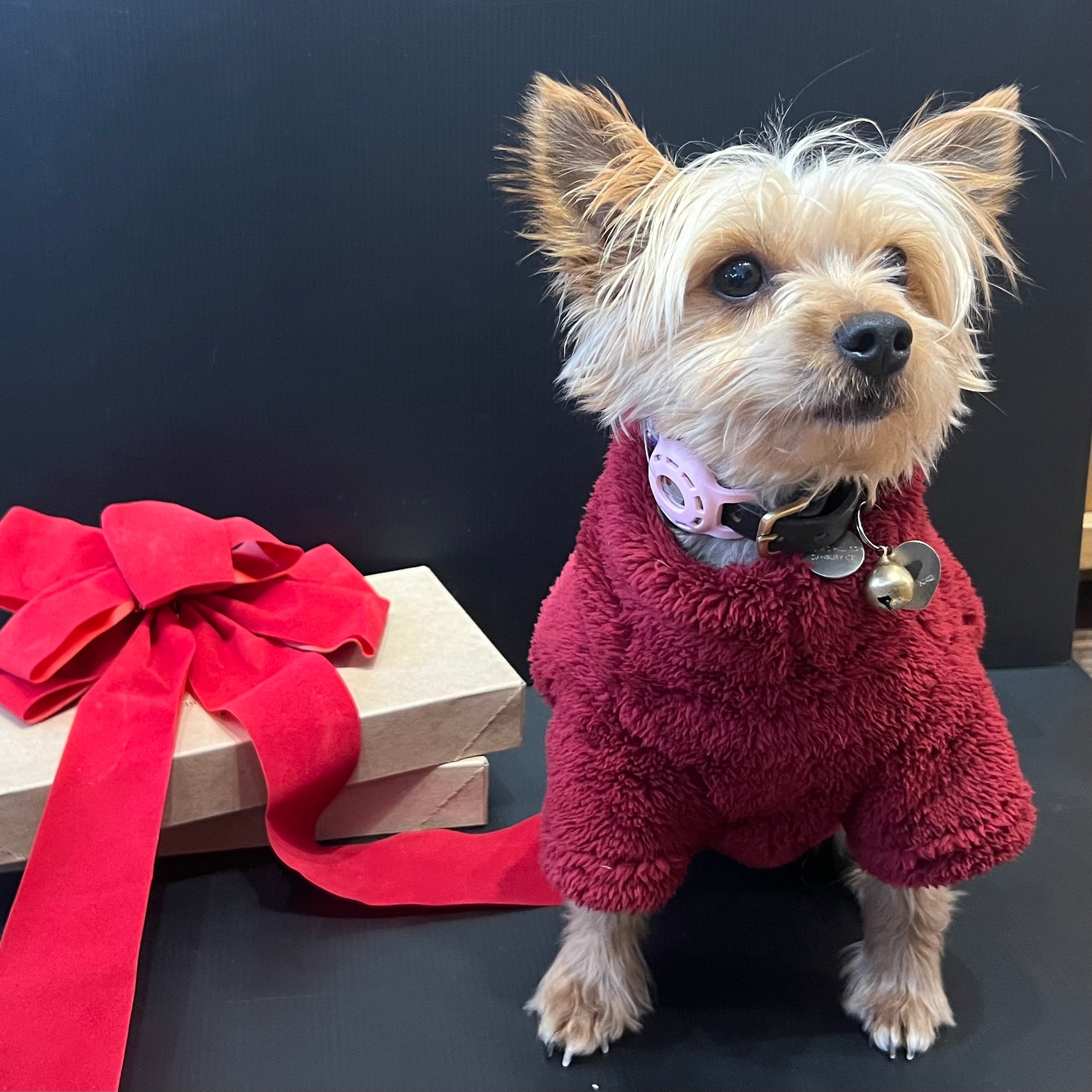 Gifts For Your Dogs