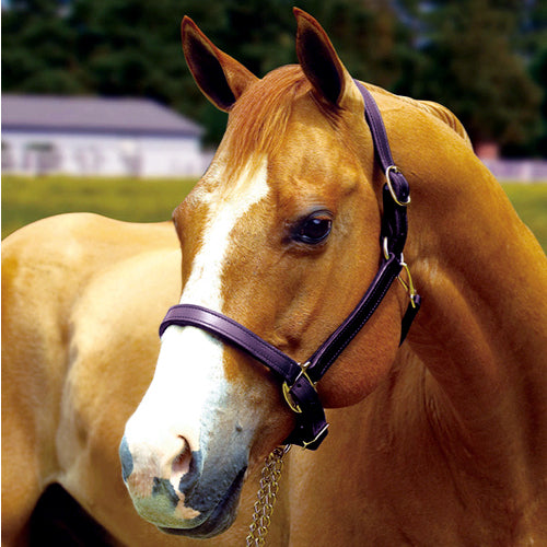Perri's Leather Turnout Halter