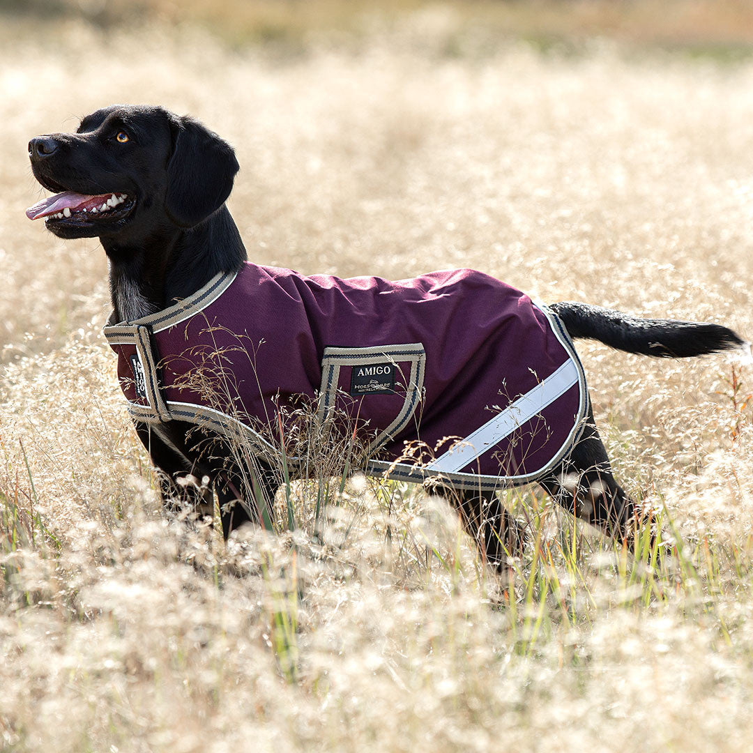 Amigo Waterproof Dog Blanket | The Horse Connection