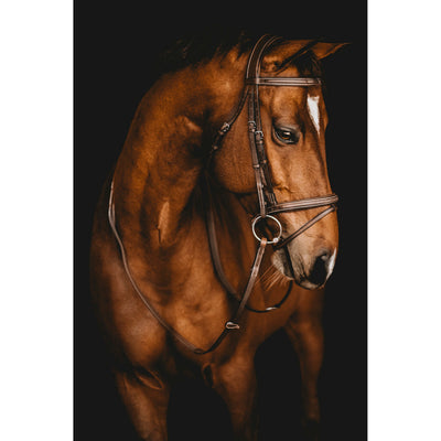 Arion Raised Fancy Stitched Flash Noseband Bridle on Horse