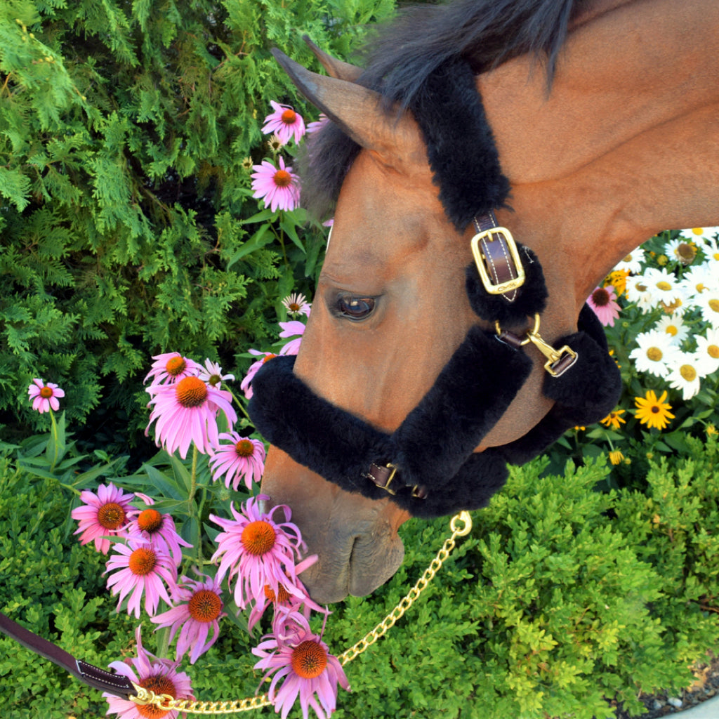 Walsh Shipping Halter